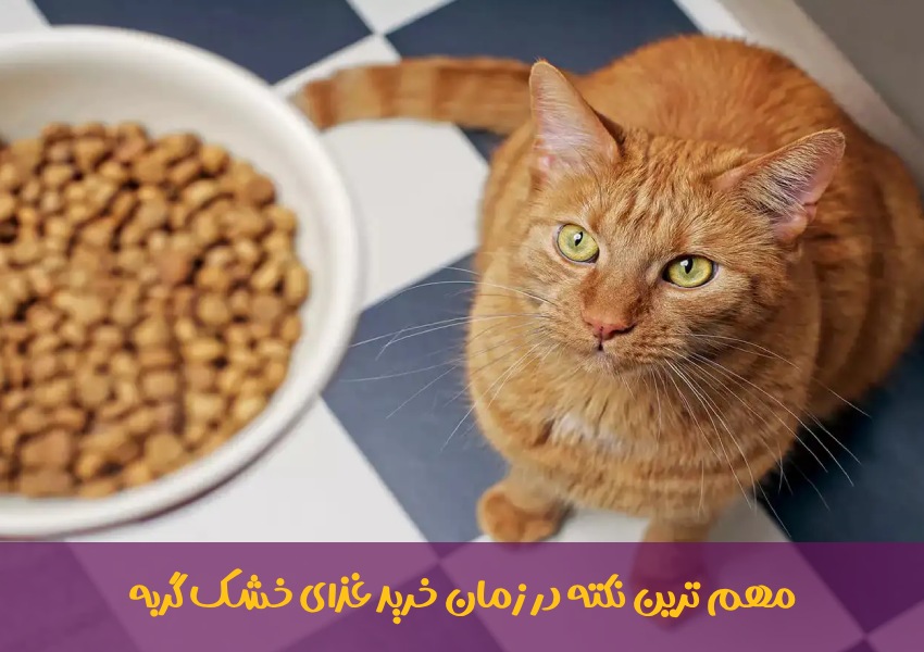 مهم ترین نکته در زمان خرید غذای خشک گربه