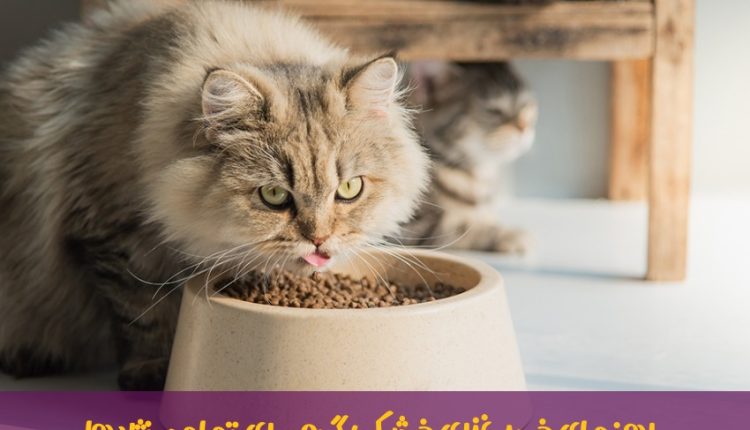 راهنمای خرید غذای خشک گربه برای تمامی نژادها