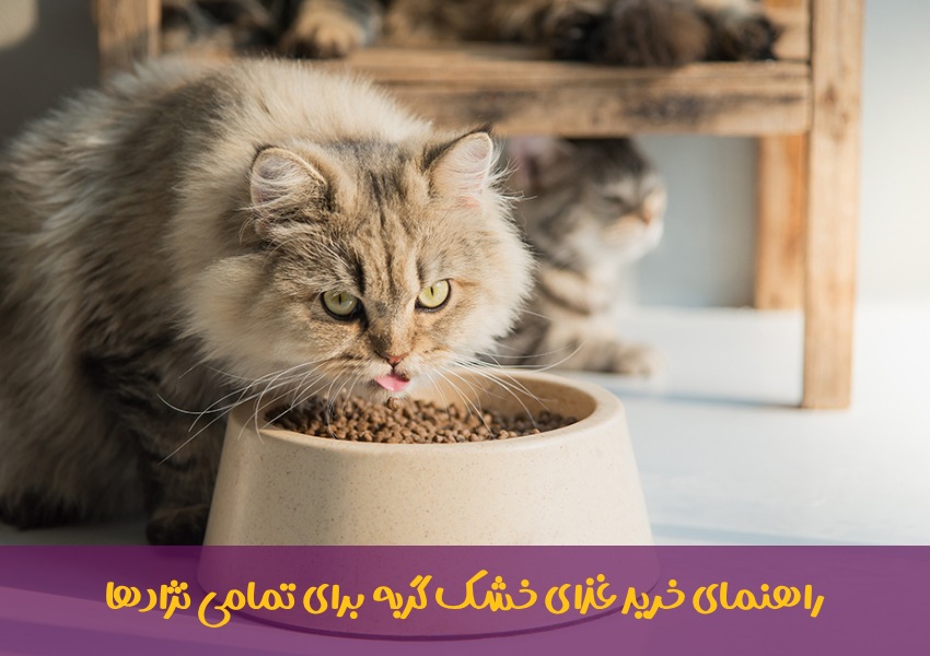 راهنمای خرید غذای خشک گربه برای تمامی نژادها