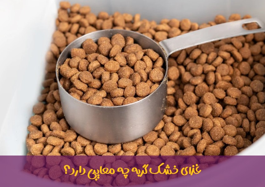 غذای خشک گربه چیست؛ مزایا و معایب آن برای گربه ها